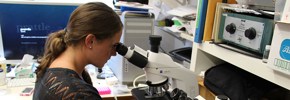Student using microscope